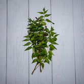 Neem Leaves / Azadirachta Indica -  100 % Natural & Farm Fresh  Herbs